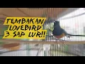Download Lagu Pancingan dan Masteran Murai Batu Nembak Lovebird 3 SAP auto dilirik Juri.