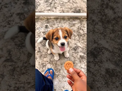 ​Gaurav k saath puppy nai ye kya kardiya 🤣😱🐕