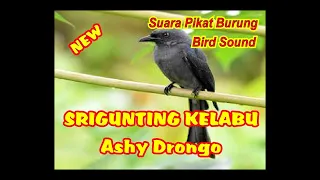 Download SUARA PIKAT SRIGUNTING RIBUT | SUARA PIKAT SRIGUNTING ABU ABU | PART 2 MP3