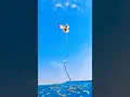 Download Lagu Punjabi kabutar#youtube #pigeons #birds #kabuter