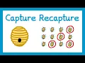Capture Recapture - GCSE Higher Maths
