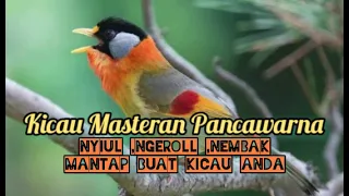 kicau masteran pancawarna gacor ngeroll nembak mantap