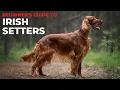 BEGINNER S GUIDE TO THE IRISH SETTER