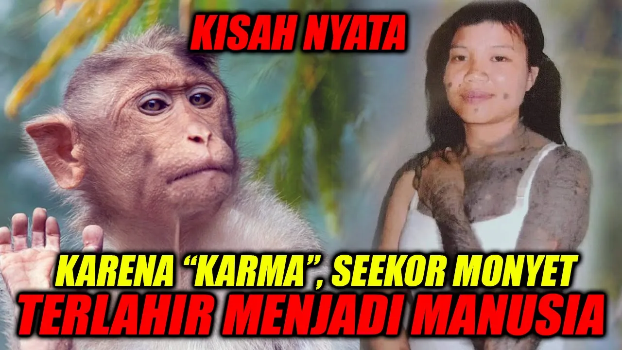 KISAH NYATA ! SEEKOR MONYET/KERA TERLAHIR MENJADI MANUSIA KARENA KARMA SEBAB AKIBAT !