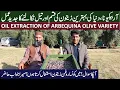 Lagu Pure Arbequina Olive Oil Process | Al-Zaitoonia Bahawalpur \u0026 Olive Foundation Punjab