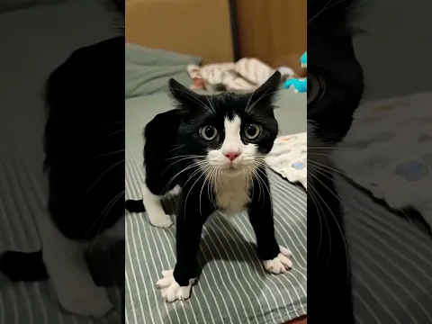 Anaya aur Mumma Kab Tak Billi Ko Darate Rahengi 😱🤣 #shorts #comedy #trending #viral #shortvideo