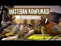 Download Lagu LANGSUNG MONCER MENYALA !! MASTERAN KOMBINASI TEMBAKAN KASAR UNTUK SEMUA BURUNG MURAI BATU \u0026 CAK IJO