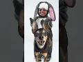 Download Lagu COELHINHO SE EU FOSSE COMO TU...