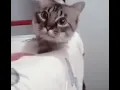 funny cat reaction on Camera gif