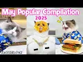Download Lagu May Popular Compilation💥 | 2025 | That Little Puff