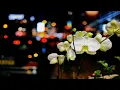 Burial + Four Tet - Nova (Drvg Cvltvre Rework)