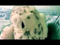 Snowy owl life cycle