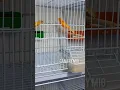 Lagu 🍊 #bird #birds #canary #kenari #birdsounds #canarias #lovebirds #canario #canarios #shorts #cute