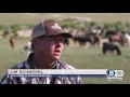 Up close and personal Utah s wild horses draw crowds