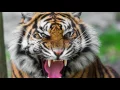 Download Lagu sound of tiger growling - tiger sound effect loud