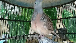 suara burung perkutut untuk pancingan perkutut agar bunyi