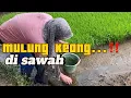 mulung keong....!!!