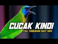 Download Lagu CUCAK KINOI GACOR FULL TEMBAKAN || MASTERAN CUCAK KINOI GACOR MATERI KOMPLIT