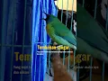Download Lagu suara burung cucak kinoi gacor tembakan rapat