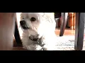ORAVET DENTAL HYGIENE CHEW