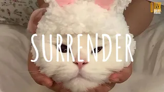 Download Surrender (remix cute) - Nabih Fvnky (Vietsub + Lyric) MP3