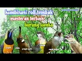 Download Lagu Kompilasi Masteran Murai batu Tembakan Kasar MP3