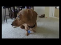 "Hot Dog!" by They Might Be Giants- Student Film