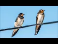 Download Lagu 🐦 SWALLOW BIRD Sound Effect 📢 1 HOUR ▶️ Relax | Sleep | ASMR | Mindfulness | Meditation | Yoga
