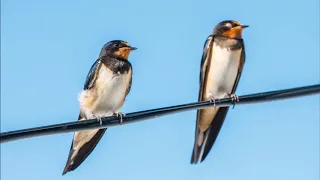 SWALLOW BIRD Sound Effect 1 HOUR Relax Sleep ASMR Mindfulness Meditation Yoga  SWALLOW BIRD Sound Effect 1 HOUR Relax Sleep ASMR Mindfulness Meditation Yoga