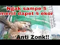 Download Lagu AMPUH!! Suara Pikat Burung Kerakbasi Alis Putih/Alis hitam(cikrok)
