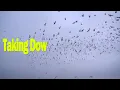 Camojojo Reading Duck Behavior How to Use Their Movements to Your Advantage