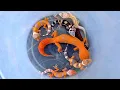 Download Lagu catching incredibly beautiful lizards, beautiful gecko, cute gecko, gecko reptile, colorful lizard