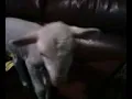 Miss Minty the lamb -  Rodeo Queen