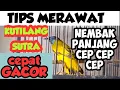 CARA MERAWAT BURUNG KUTILANG SUTRA AGAR CEPAT GACOR