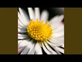 Daisy Doots