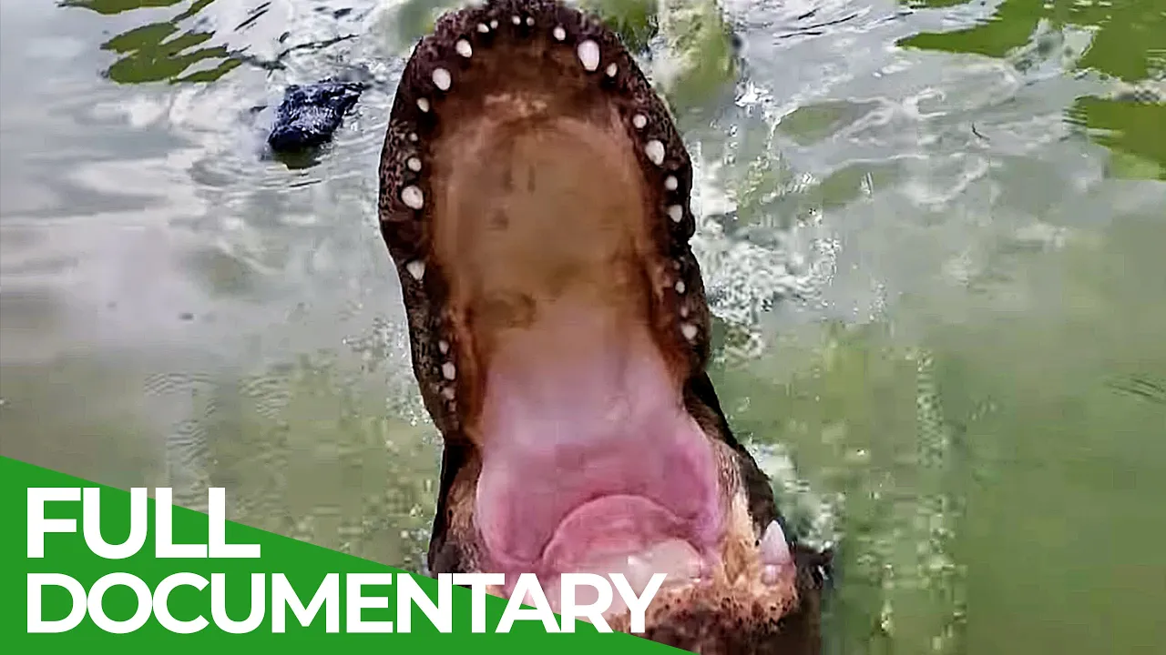 Animal Special Forces \| Episode 2: Navy Seals \| Free Documentary Nature