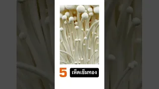 เห็ดหลินจือมีประโยชน์ต่อสุขภาพอย่างไรบ้าง