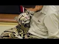 Download Lagu Animal Couldn’t Hold Emotions When Hugged By Their Favorite Human 😍Cute Animal Videos 2025