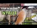 Download Lagu burung cendet gacor FULL EMOSI NARUNG buat PANCINGAN CENDET AGAR BUNYI jadikan,, BURUNG PENTET GACOR