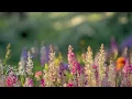 Smile Every Day 🌸🥀🍃 Relaxing Guitar Music for Peaceful Morning, Focus & Stress Relief
