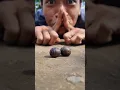Cute Giant African Pill Millipedes