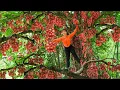Download Lagu Horse Help Tieu Toan Harvesting A Lot Of Burmese Grape Fruit Goes To Countryside Market Sell