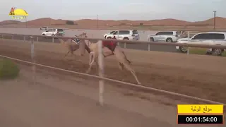 الشوط 5 الشاهينية لـ سيف معيوف سالم الدرعي شارة الصنوق السبت 2018 05 26 الرقيعات حقايق 