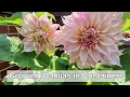 Download Lagu Growing Dahlias in Containers | How I Stopped Killing My Dahlias