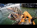 SHEEPSHEAD fishing is the NEW game in JAMAICA BAY