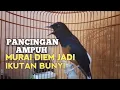 Download Lagu PANCINGAN MURAI BATU biar Emosi lawan jadi NYAUT BUNYI GACOR BONGKAR MATERI ISIAN 