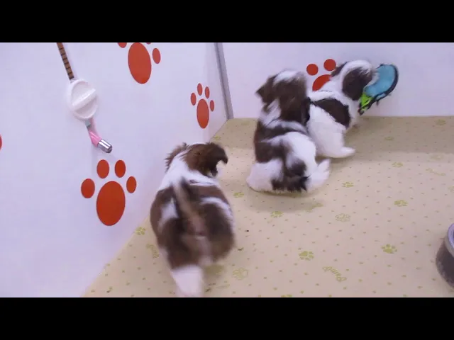 動画