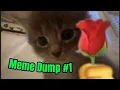 Meme Dump