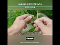 Download Lagu 한국의 약용식물...반하의 성상, 특징, 약효와 효능, 성분과 이용 3의 2