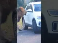 Download Lagu Lion charges scared tourist in car 😮